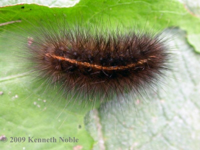 ruby tiger larva (Phragmatobia fuliginosa) Kenneth Noble